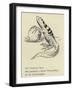 The Nutritious Newt-Edward Lear-Framed Giclee Print