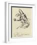 The Nutritious Newt-Edward Lear-Framed Giclee Print