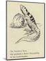 The Nutritious Newt-Edward Lear-Mounted Giclee Print