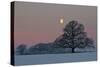 The Oak and the Moon-Hans Jørgen Lindeløff-Stretched Canvas