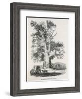 The Oak Near Shelton-null-Framed Art Print