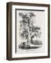 The Oak Near Shelton-null-Framed Art Print