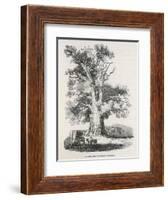 The Oak Near Shelton-null-Framed Art Print