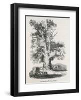 The Oak Near Shelton-null-Framed Art Print