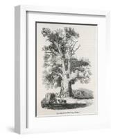 The Oak Near Shelton-null-Framed Art Print