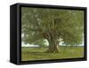 The Oak of Flagey, Called Vercingetorix-Gustave Courbet-Framed Stretched Canvas