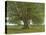 The Oak of Flagey, Called Vercingetorix-Gustave Courbet-Stretched Canvas