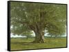 The Oak of Flagey, Called Vercingetorix-Gustave Courbet-Framed Stretched Canvas