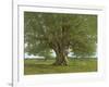 The Oak of Flagey, Called Vercingetorix-Gustave Courbet-Framed Giclee Print