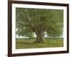 The Oak of Flagey, Called Vercingetorix-Gustave Courbet-Framed Giclee Print