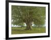 The Oak of Flagey, Called Vercingetorix-Gustave Courbet-Framed Giclee Print