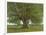 The Oak of Flagey, Called Vercingetorix-Gustave Courbet-Framed Giclee Print