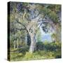 The Oak-Guy Rose-Stretched Canvas