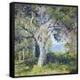 The Oak-Guy Rose-Framed Stretched Canvas