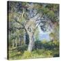 The Oak-Guy Rose-Stretched Canvas