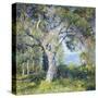 The Oak-Guy Rose-Stretched Canvas