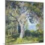 The Oak-Guy Rose-Mounted Art Print