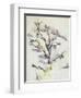 The Oak-Paul Cézanne-Framed Giclee Print