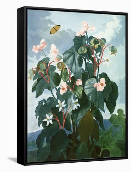 The Oblique-Leaved Begonia, Engraved by Caldwell, from 'The Temple of Flora' by Robert Thornton,…-Philip Reinagle-Framed Stretched Canvas