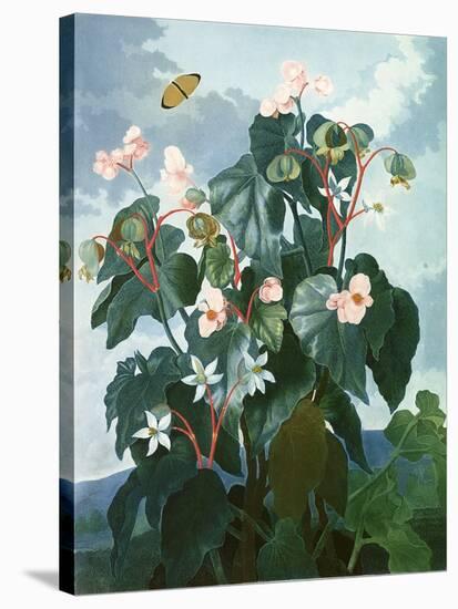 The Oblique-Leaved Begonia, Engraved by Caldwell, from 'The Temple of Flora' by Robert Thornton,…-Philip Reinagle-Stretched Canvas