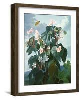 The Oblique-Leaved Begonia, Engraved by Caldwell, from 'The Temple of Flora' by Robert Thornton,…-Philip Reinagle-Framed Giclee Print