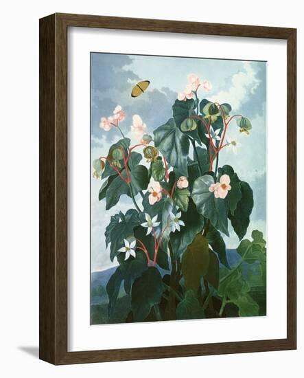 The Oblique-Leaved Begonia, Engraved by Caldwell, from 'The Temple of Flora' by Robert Thornton,…-Philip Reinagle-Framed Giclee Print