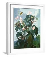 The Oblique-Leaved Begonia, Engraved by Caldwell, from 'The Temple of Flora' by Robert Thornton,…-Philip Reinagle-Framed Giclee Print