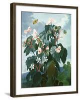 The Oblique-Leaved Begonia, Engraved by Caldwell, from 'The Temple of Flora' by Robert Thornton,…-Philip Reinagle-Framed Giclee Print