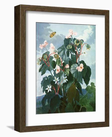 The Oblique-Leaved Begonia, Engraved by Caldwell, from 'The Temple of Flora' by Robert Thornton,…-Philip Reinagle-Framed Giclee Print