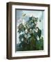 The Oblique-Leaved Begonia, Engraved by Caldwell, from 'The Temple of Flora' by Robert Thornton,…-Philip Reinagle-Framed Giclee Print