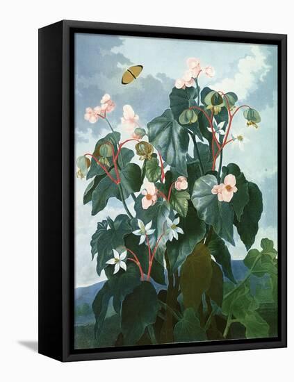 The Oblique-Leaved Begonia, Engraved by Caldwell, from 'The Temple of Flora' by Robert Thornton,…-Philip Reinagle-Framed Stretched Canvas