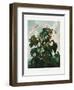 The Oblique–Leaved Begonia from the Temple of Flora (1807)-Robert John Thornton-Framed Premium Photographic Print