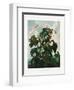 The Oblique–Leaved Begonia from the Temple of Flora (1807)-Robert John Thornton-Framed Premium Photographic Print