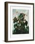 The Oblique–Leaved Begonia from the Temple of Flora (1807)-Robert John Thornton-Framed Photographic Print