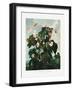 The Oblique–Leaved Begonia from the Temple of Flora (1807)-Robert John Thornton-Framed Photographic Print