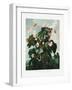 The Oblique–Leaved Begonia from the Temple of Flora (1807)-Robert John Thornton-Framed Photographic Print