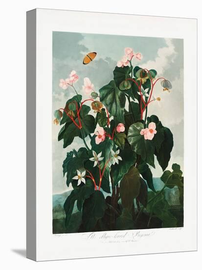 The Oblique–Leaved Begonia from the Temple of Flora (1807)-Robert John Thornton-Stretched Canvas