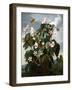 The Oblique-Leaved Begonia-null-Framed Art Print