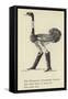 The Obsequious Ornamental Ostrich-Edward Lear-Framed Stretched Canvas