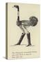 The Obsequious Ornamental Ostrich-Edward Lear-Stretched Canvas