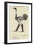 The Obsequious Ornamental Ostrich-Edward Lear-Framed Premium Giclee Print