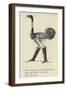 The Obsequious Ornamental Ostrich-Edward Lear-Framed Giclee Print