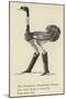 The Obsequious Ornamental Ostrich-Edward Lear-Mounted Giclee Print