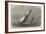 The Ocean Match of the Royal Thames Yacht Club-Edwin Weedon-Framed Giclee Print