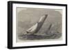 The Ocean Match of the Royal Thames Yacht Club-Edwin Weedon-Framed Giclee Print