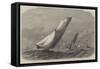 The Ocean Match of the Royal Thames Yacht Club-Edwin Weedon-Framed Stretched Canvas