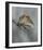 The Offering-Rick Tomalty-Framed Giclee Print