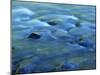 The Ohanapecosh River, Mt. Rainier National Park, Washington, USA-Charles Gurche-Mounted Premium Photographic Print