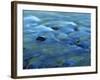 The Ohanapecosh River, Mt. Rainier National Park, Washington, USA-Charles Gurche-Framed Photographic Print