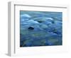 The Ohanapecosh River, Mt. Rainier National Park, Washington, USA-Charles Gurche-Framed Photographic Print